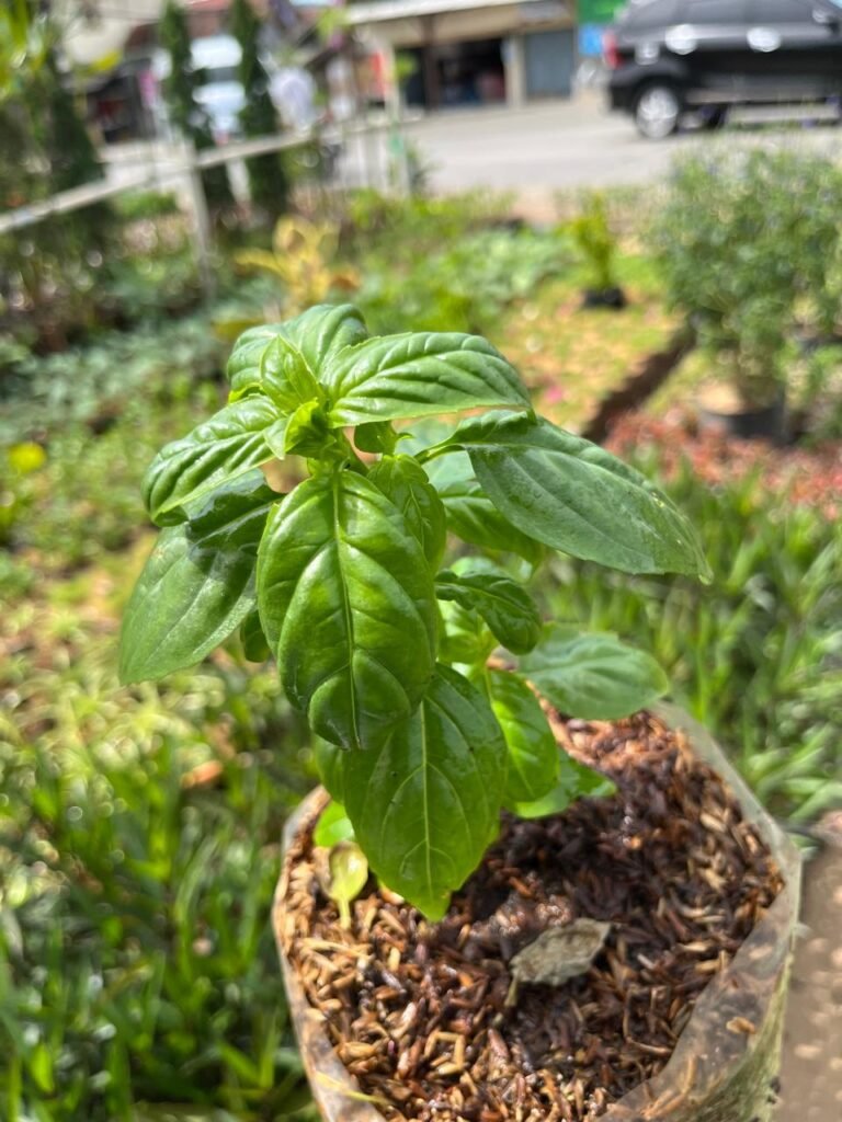 basil 10k