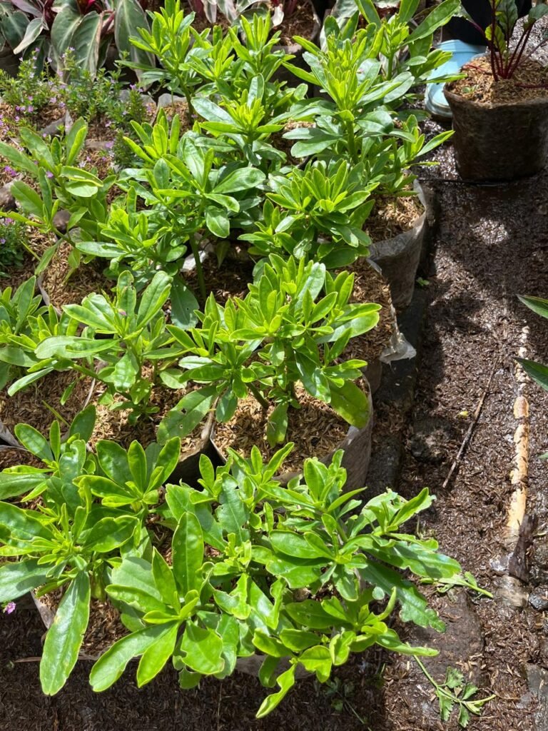 gingseng 10k