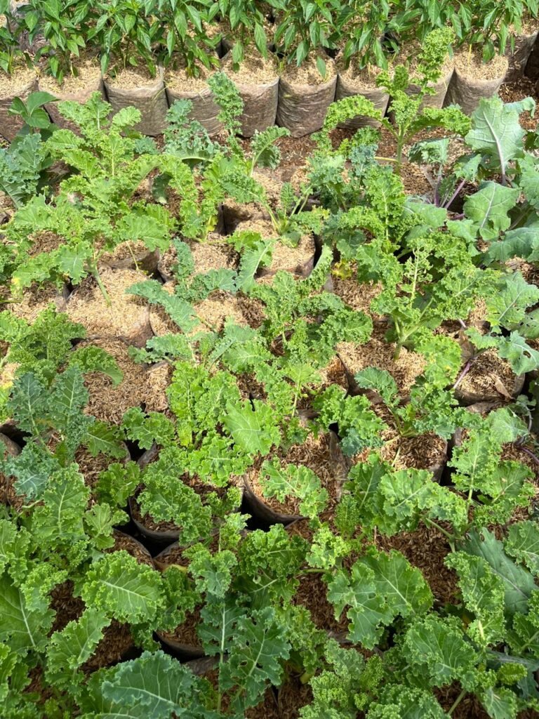 kale