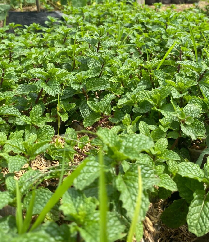 mint 10k