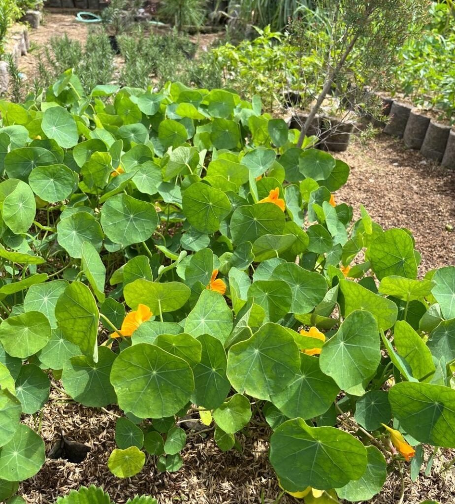 nasturtium 10k