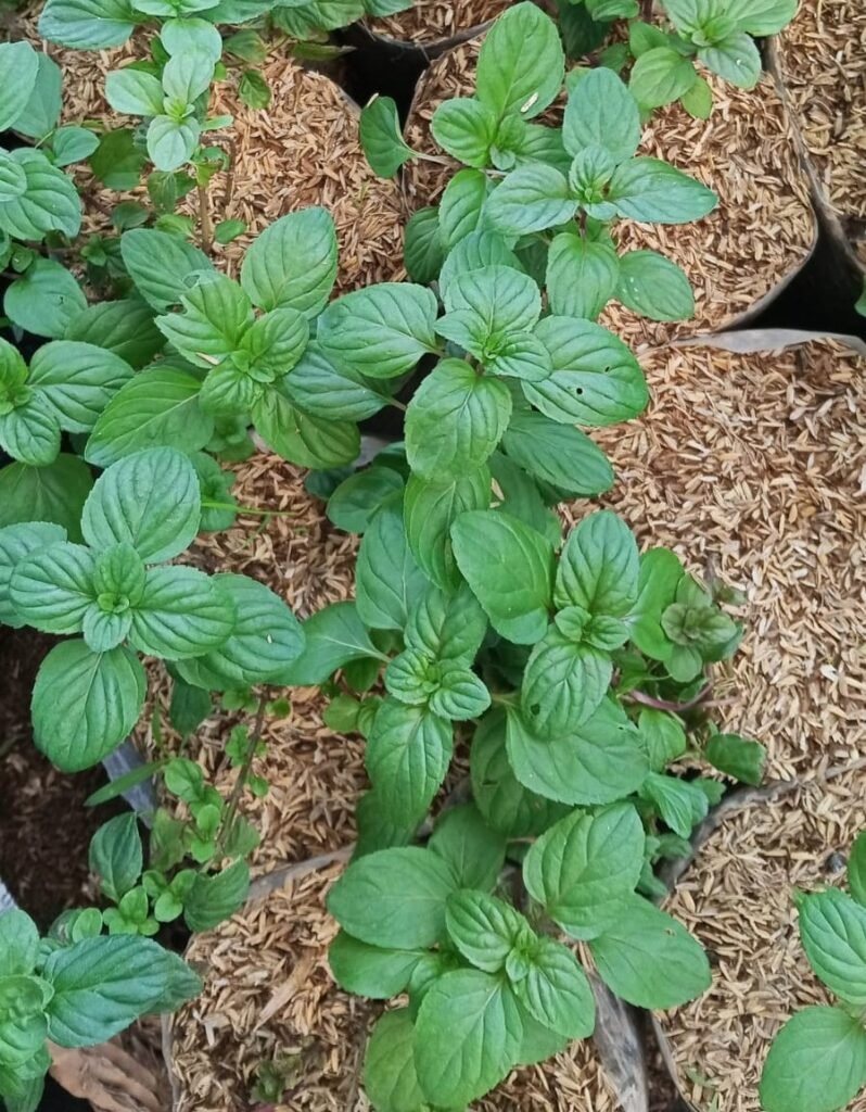 orange mint 10k