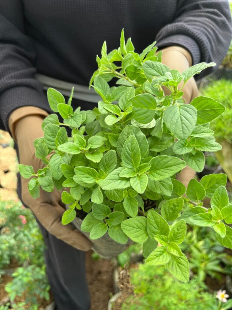 oregano 10k