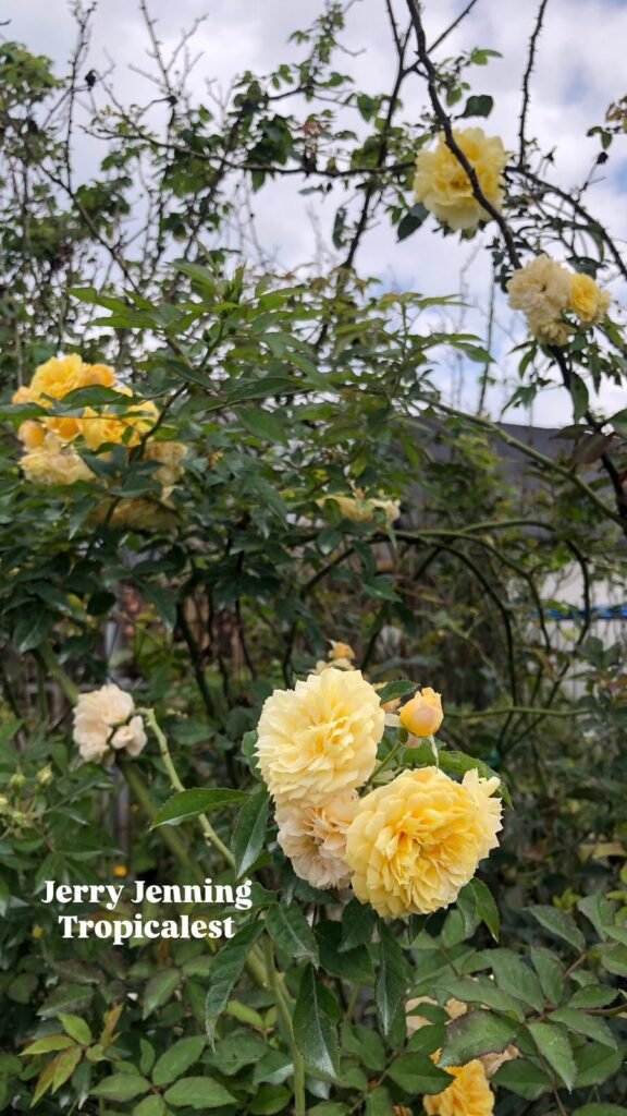 whatsapp image 2025 09 12 at 12.14.26 (1)